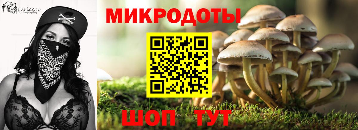 Псилоцибиновые грибы Psilocybe Куйбышев